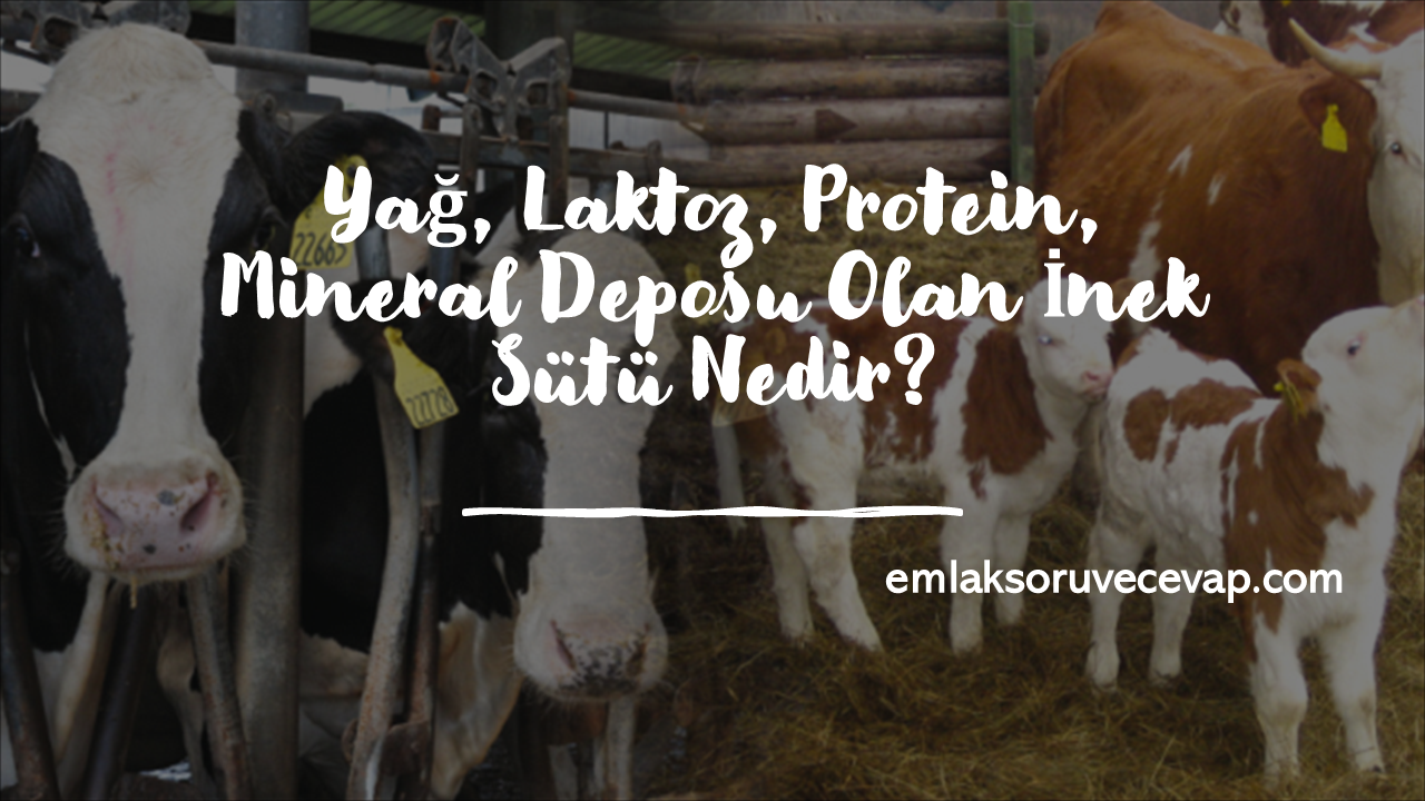 Yağ, Laktoz, Protein, Mineral Deposu Olan İnek Sütü Nedir?