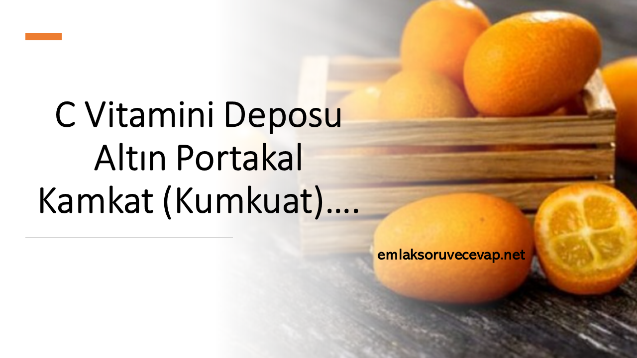 C Vitamini Deposu Altın Portakal Kamkat (Kumkuat)