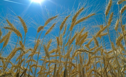 TİGEM’den Buğday Satışı